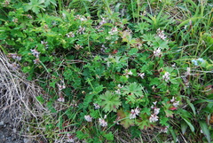 Astragalus ochotensis