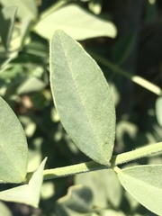 Astragalus crotalariae