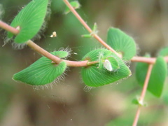 Leucopogon amplexicaulis