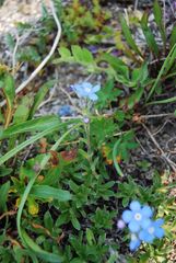 Eritrichium sericeum