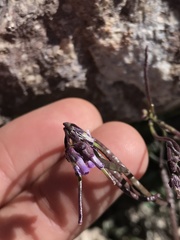 Boechera breweri