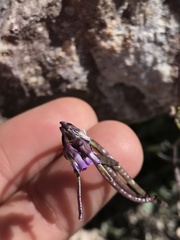 Boechera breweri