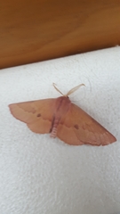 Monoctenia falernaria