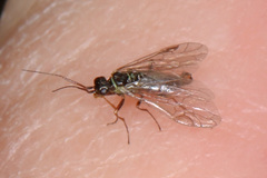 Xyelidae