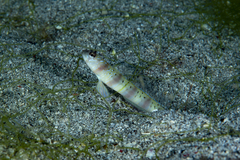 Amblyeleotris arcupinna