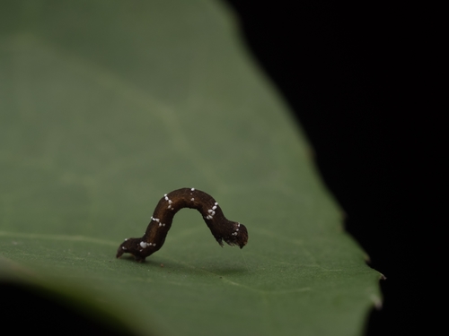 Black Looper photo 2