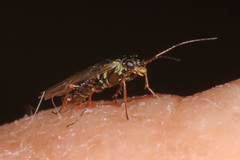 Xyelidae