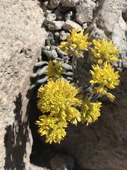 Draba aureola