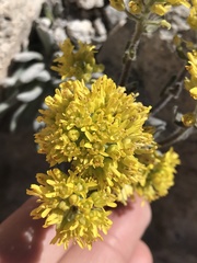 Draba aureola