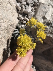 Draba aureola