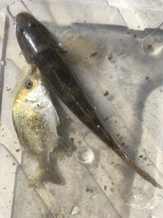 Glossogobius olivaceus