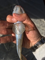 Glossogobius olivaceus