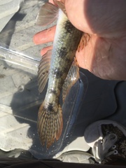 Glossogobius olivaceus