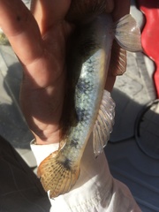 Glossogobius olivaceus