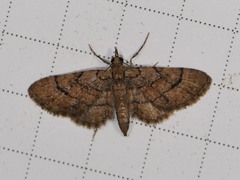 Eupithecia peckorum
