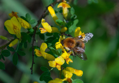 Bombus consobrinus