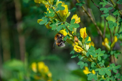 Bombus consobrinus