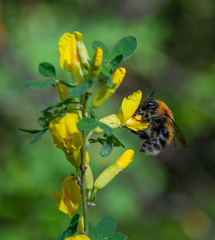 Bombus consobrinus