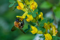 Bombus consobrinus