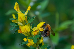 Bombus consobrinus