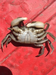 Hemigrapsus takanoi
