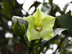 Symbolanthus pterocalyx