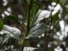 Symbolanthus pterocalyx