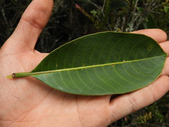 Symbolanthus pterocalyx