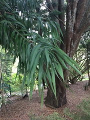 Podocarpus henkelii