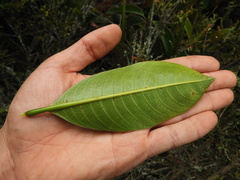 Symbolanthus pterocalyx