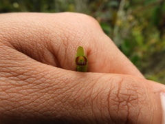 Symbolanthus pterocalyx