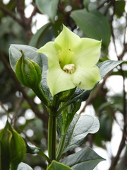 Symbolanthus pterocalyx