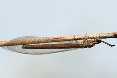 Myrmeleontinae