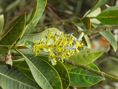 Palicourea weberbaueri