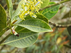 Palicourea weberbaueri