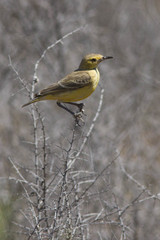 Epthianura aurifrons