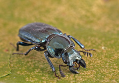Platycerus caprea
