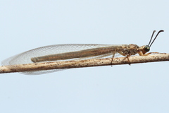 Myrmeleontinae