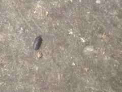 Armadillidium
