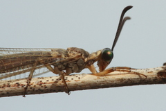 Myrmeleontinae