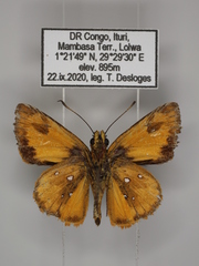 Osmodes laronia
