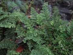 Hymenophyllum polyanthon