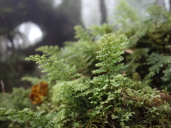 Hymenophyllum polyanthon