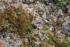 Campanula chamissonis
