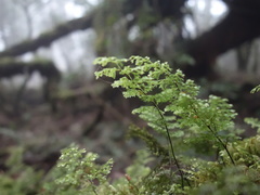 Hymenophyllum polyanthon