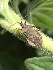 Villasitocoris inconspicuus