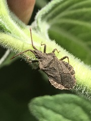 Villasitocoris inconspicuus