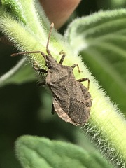 Villasitocoris inconspicuus