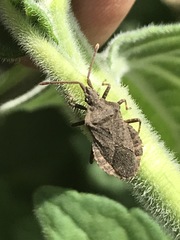 Villasitocoris inconspicuus