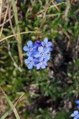 Eritrichium sericeum